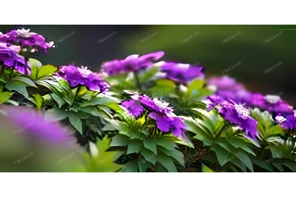 武汉水塔街，这茶馆里的味道真地道！